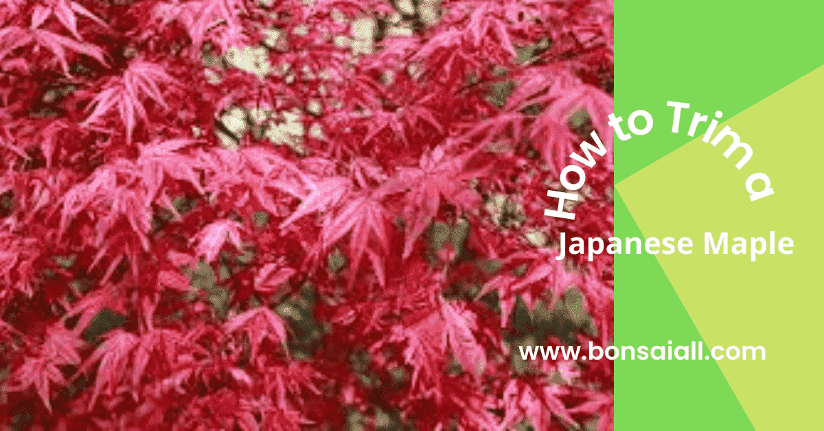 The Ultimate Guides How to Trim a Japanese Maple