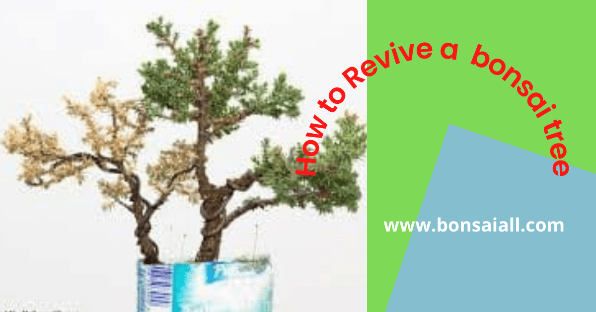 How to Revive a bonsai tree