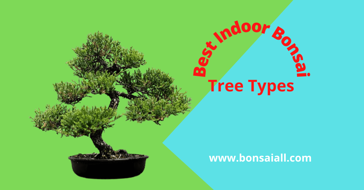 Indoor Bonsai Tree Types