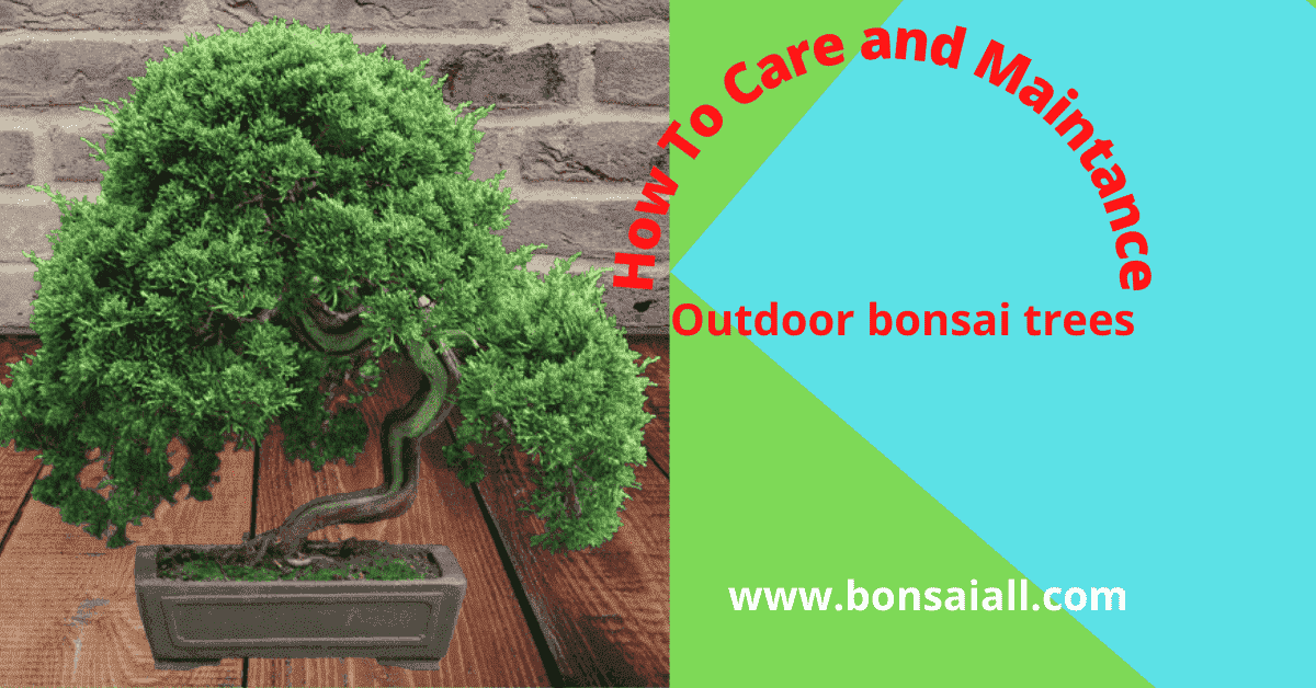 Outdoor bonsai trees