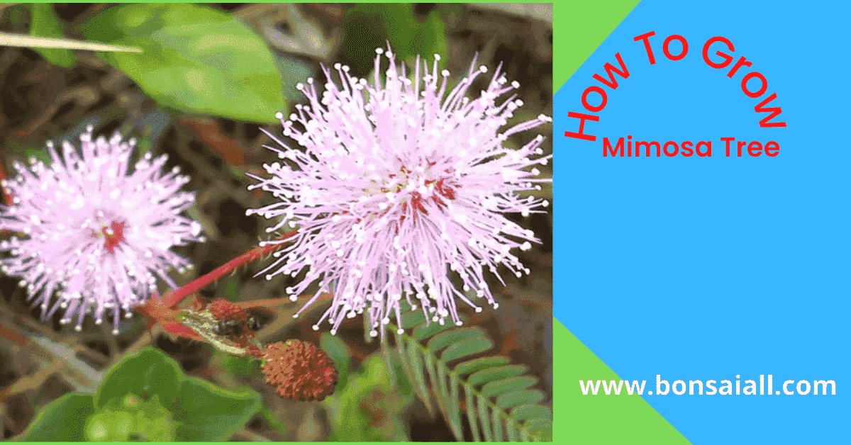 Mimosa Tree Grow