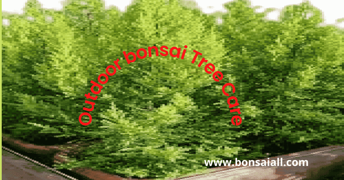 lemon cypress tree care