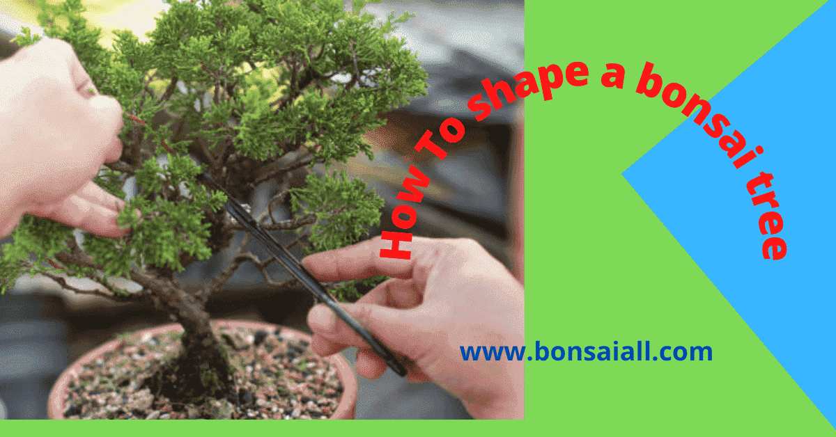 How To Shape a Bonsai tree