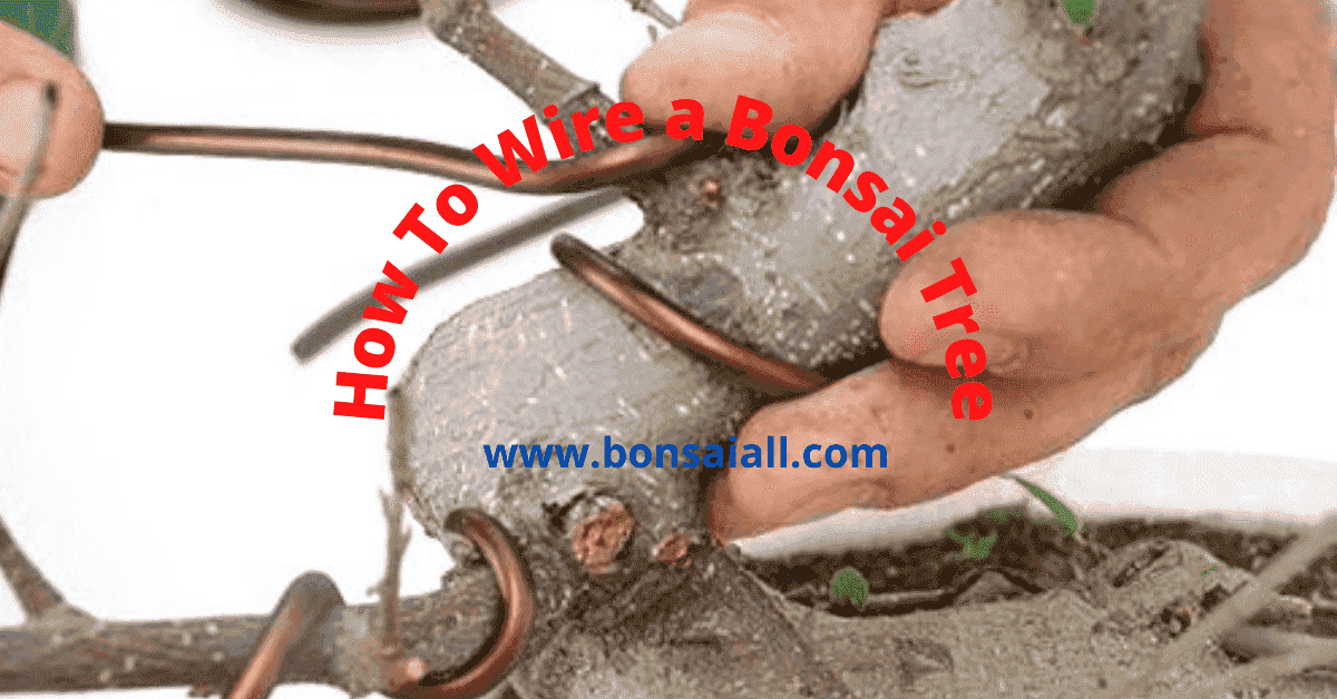 How To Wire a Bonsai Tree