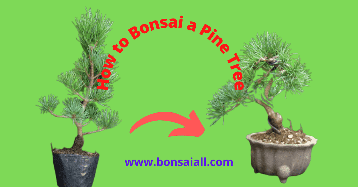 How to Bonsai a Pine Tree