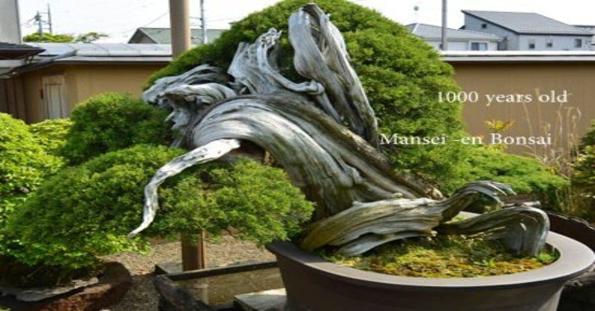 How Old are Bonsai Tress
