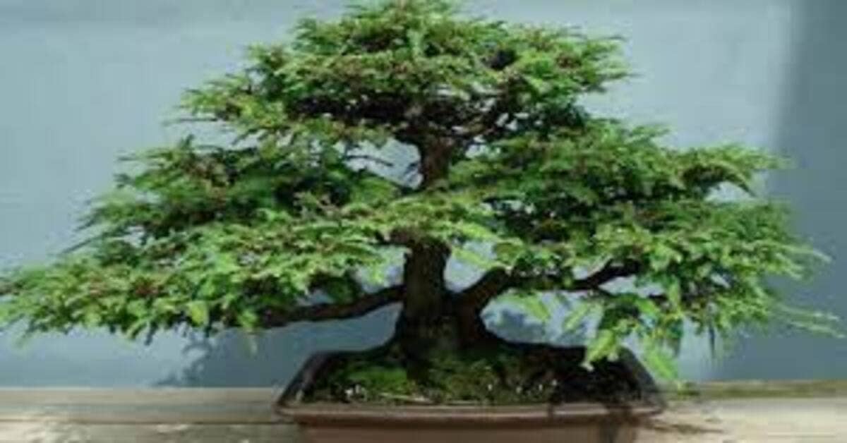 Norway Spruce Bonsai