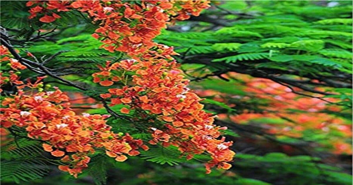 Flame tree bonsai