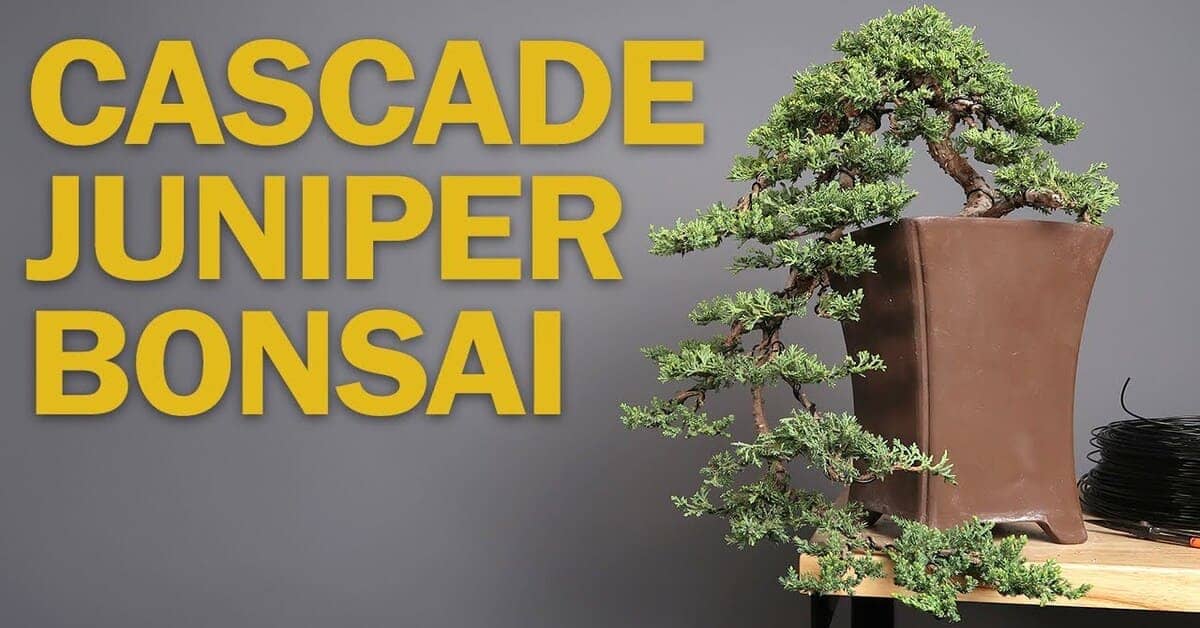 Cascading Juniper Bonsai