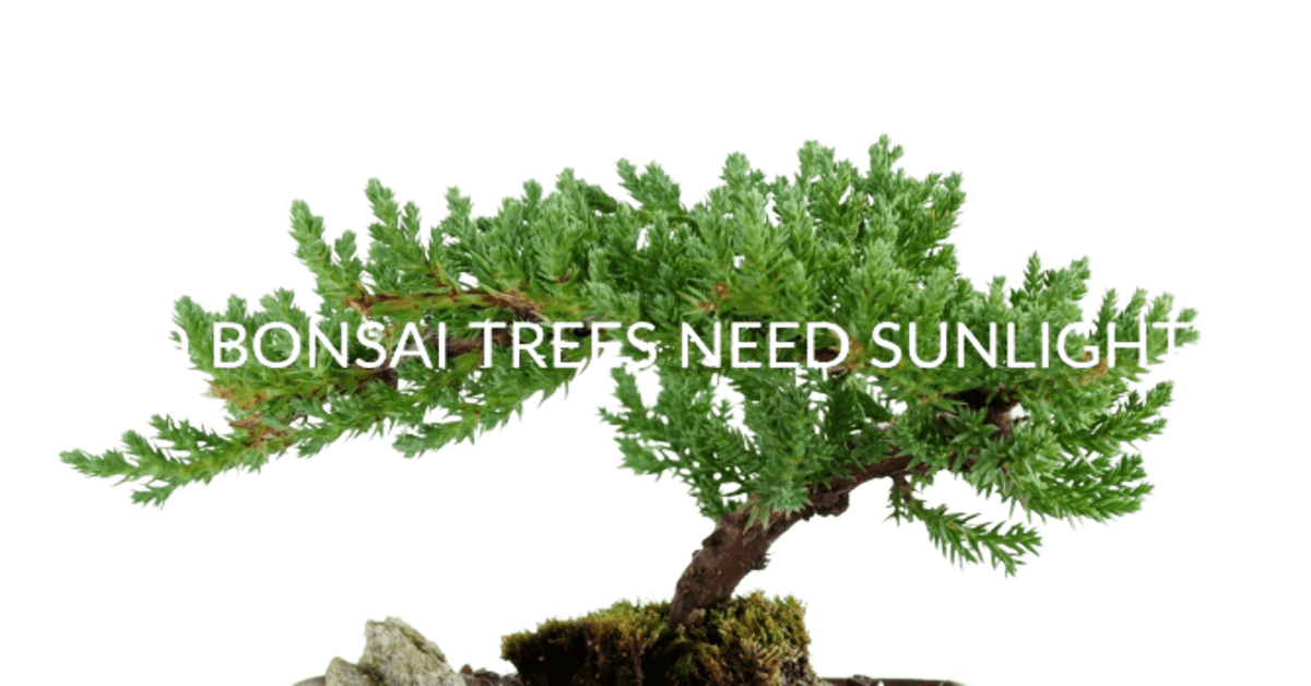 Do bonsai trees need sunlight