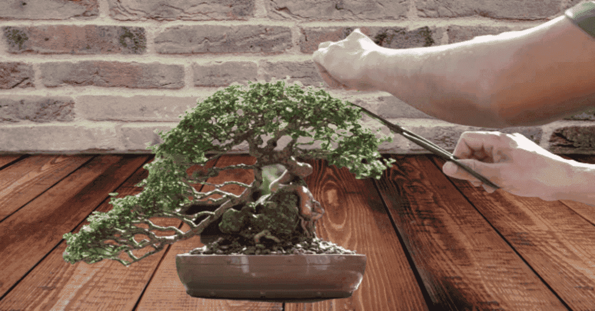 How To Trim a Bonsai Tree