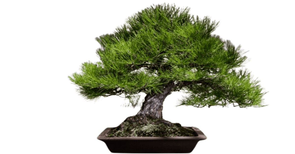bonsai pine trees