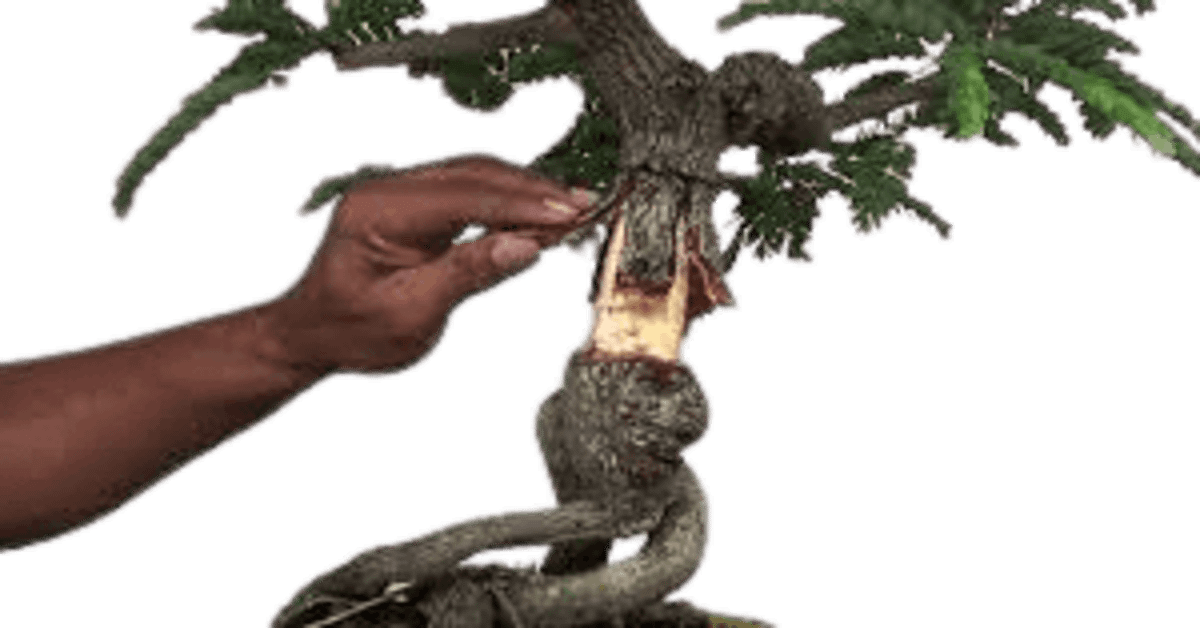 How To Make Bonsai Trunk Thicker