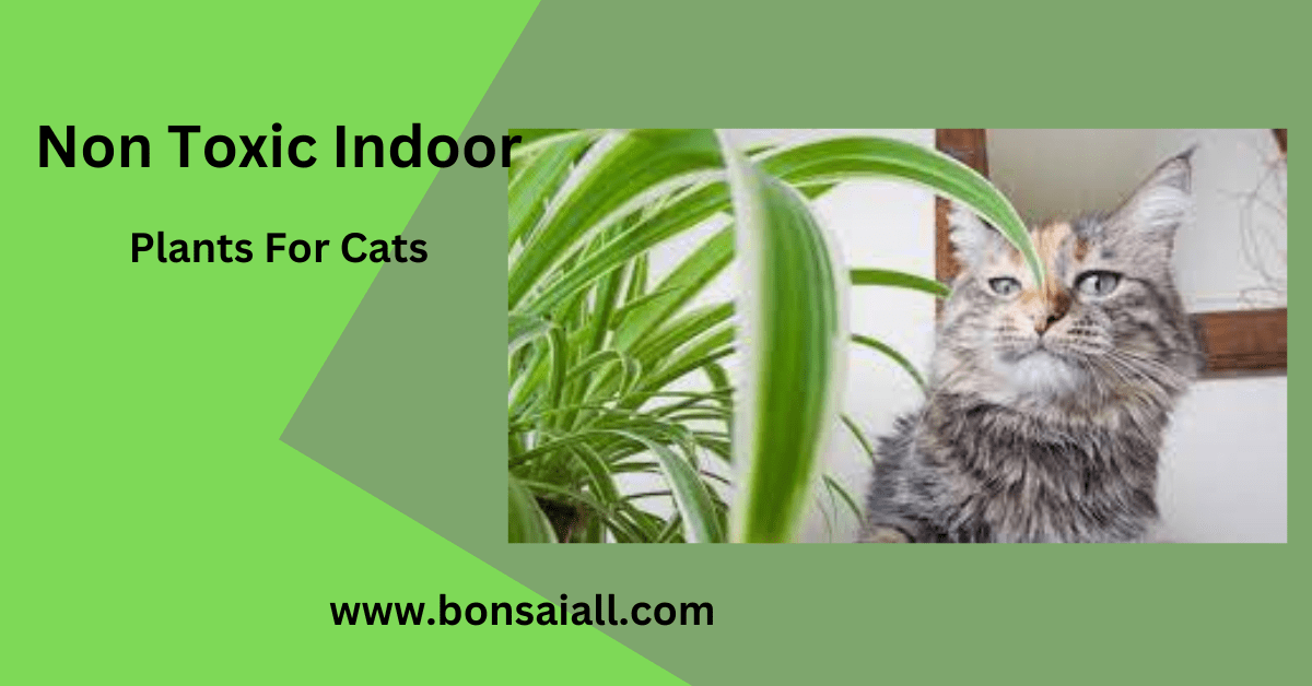 Non Toxic Indoor Plants For Cats