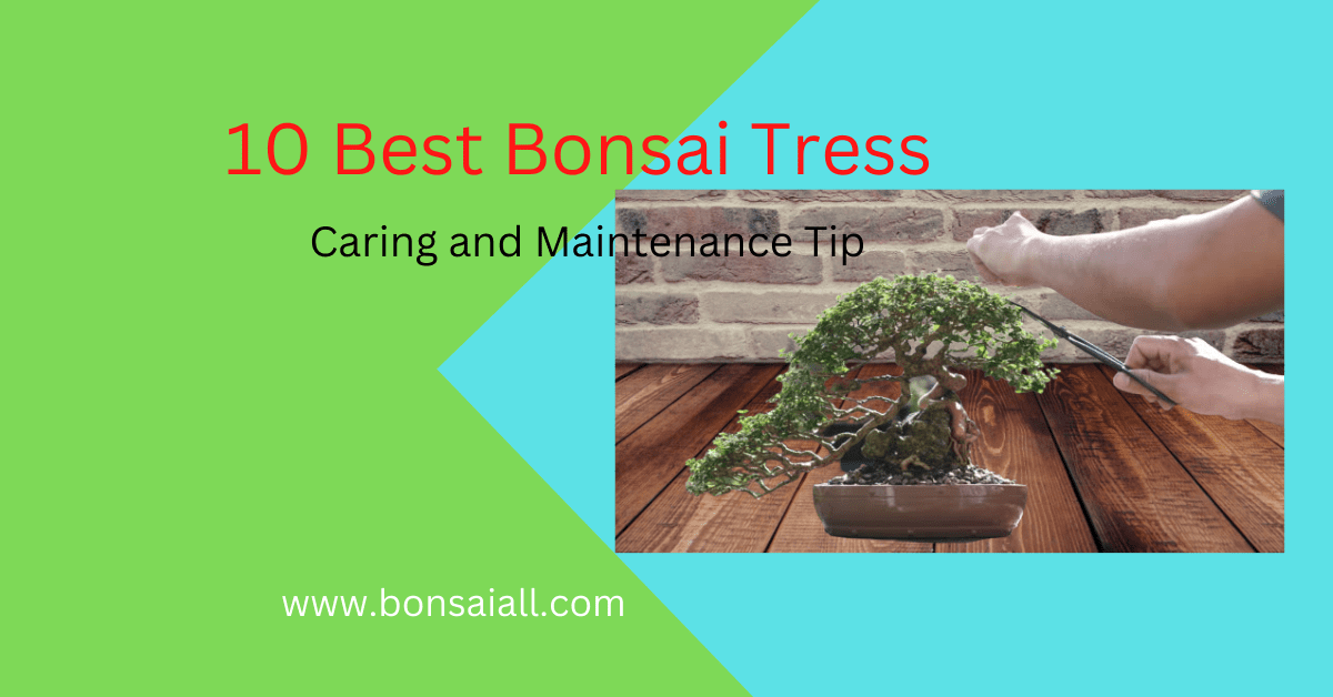 10 Best Bonsai Trees Caring And Maintenance Tips