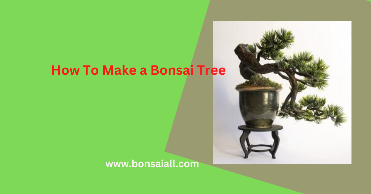 How To Make a Bonsai Tree