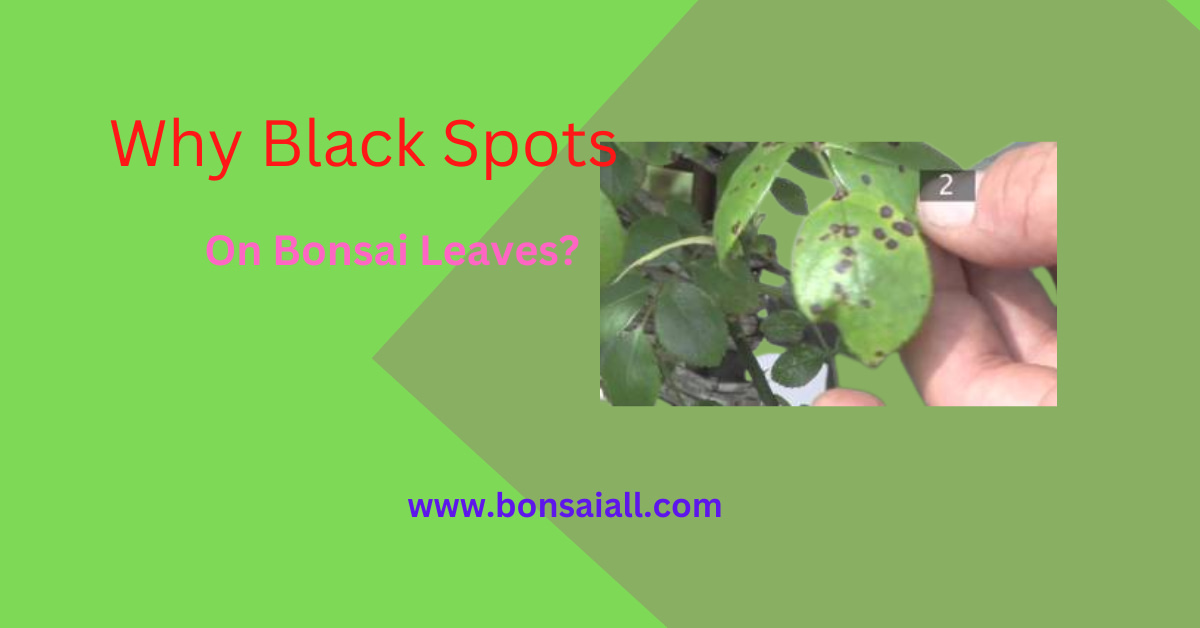 Black Spots On Bonsai Leaves