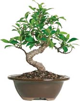  Ficus-Best-types-of-Bonsai-trees-for-Beginners