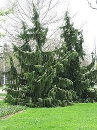 Nootka Cypress Tree