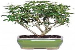 Hawaiian Umbrella best types of bonsai trees for beginners 