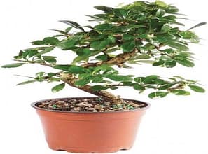 Carmona Best types of bonsai trees for beginners