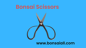 Bonsai Scissors