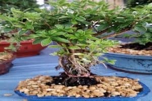 Serissa Best types of Bonsai trees For beginners