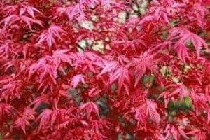 Japanese Red Maple Best types bonsai trees for beginners