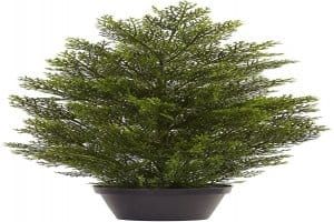 Norfolk Island Pine Besy types of Bonsai trees for Beginners