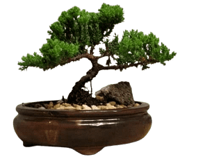 Best Indoor Live Juniper Bonsai Tree