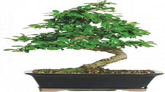 Carmona Fukien Tea Best Indoor Bonsai Tree