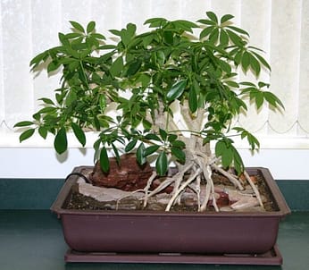 Schefflera-Best-Types-of-bonsai-trees-for-beginners