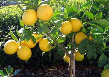  Lemon-Tree