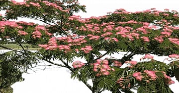 Mimosa Tree Facts
