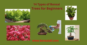 14-types-bonsai-trees-for-Beginners