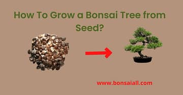 How To Grow a Bonsai Tree from seed?