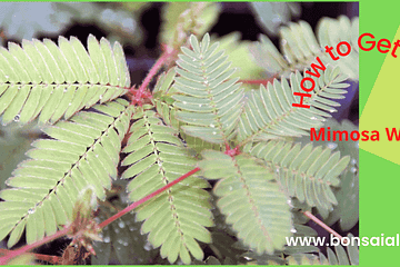 Mimosa weeds