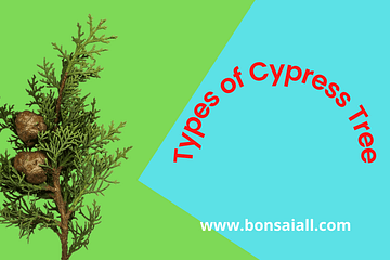 Types of Typress Tree