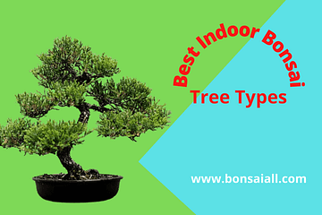 Indoor Bonsai Tree Types