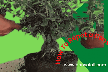 How to Repot a Bonsai for Beginners