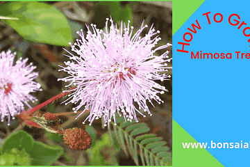 Mimosa Tree Grow