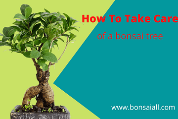 How To Take Care of a bonsai tree
