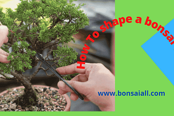 How To Shape a Bonsai tree