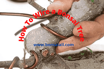 How To Wire a Bonsai Tree