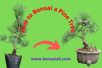 How to Bonsai a Pine Tree