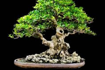 Bonsai Tree Meaning