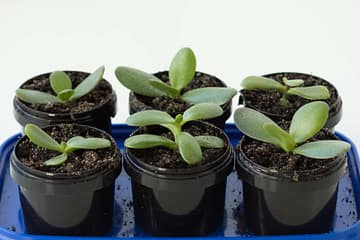 How to Propagate a Jade Plant?