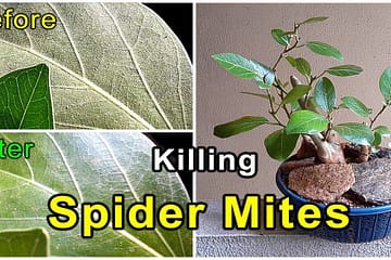 Spider mites on bonsai