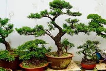 How long does it take to grow a bonsai tree