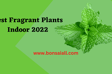 Fragrant Plants Indoor